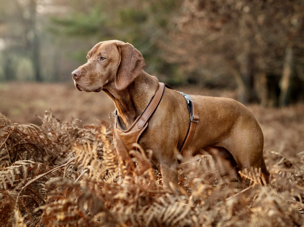 Leder-Hundegeschirr cognac